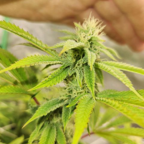 Purple Fuel, Top G, Purple G growlog timeline photo