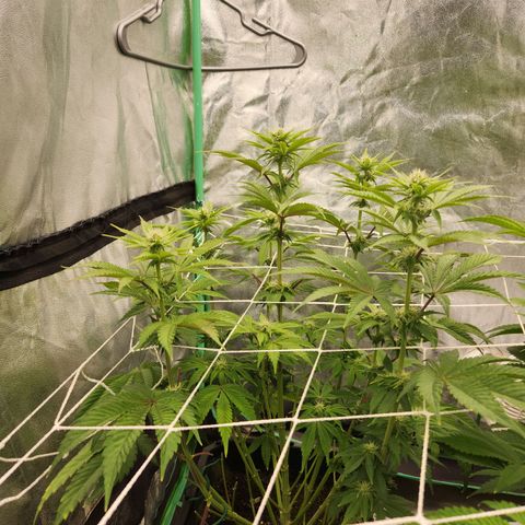 Purple Fuel, Top G, Purple G growlog timeline photo