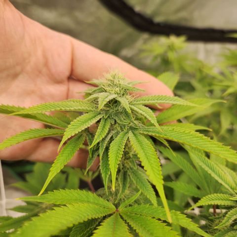Purple Fuel, Top G, Purple G growlog timeline photo