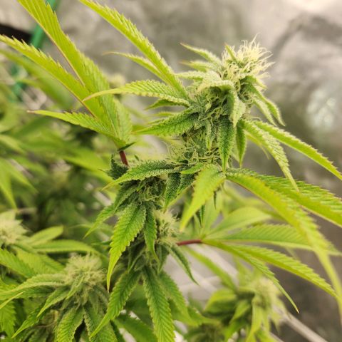Purple Fuel, Top G, Purple G growlog timeline photo