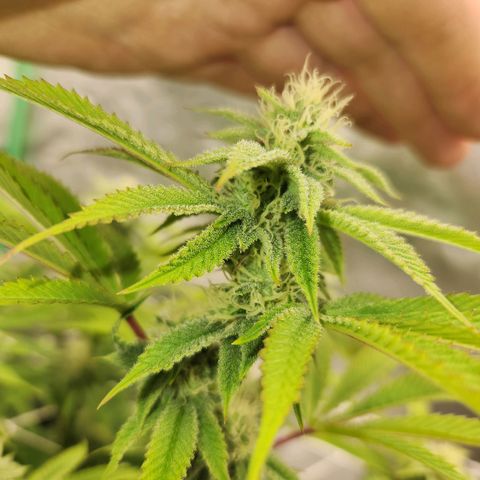 Purple Fuel, Top G, Purple G growlog timeline photo