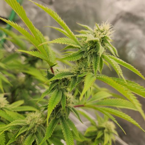 Purple Fuel, Top G, Purple G growlog timeline photo