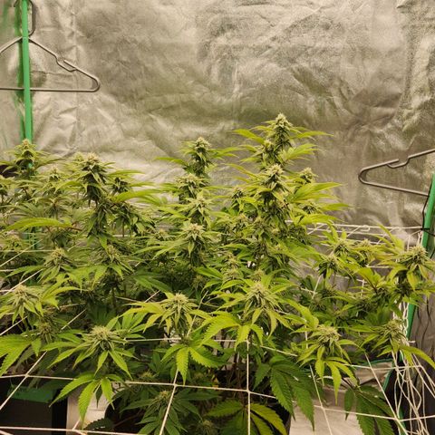 Purple Fuel, Top G, Purple G growlog timeline photo