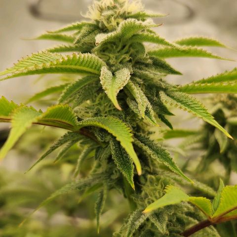 Purple Fuel, Top G, Purple G growlog timeline photo