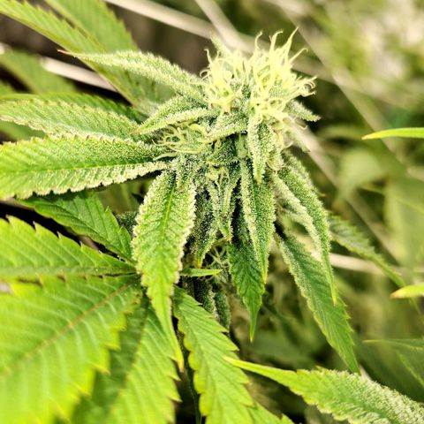 Purple Fuel, Top G, Purple G growlog timeline photo