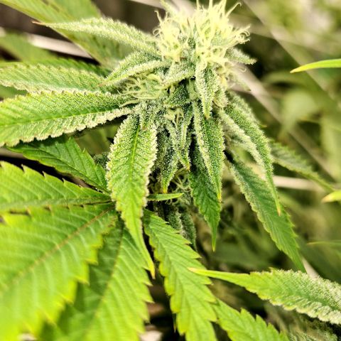 Purple Fuel, Top G, Purple G growlog timeline photo