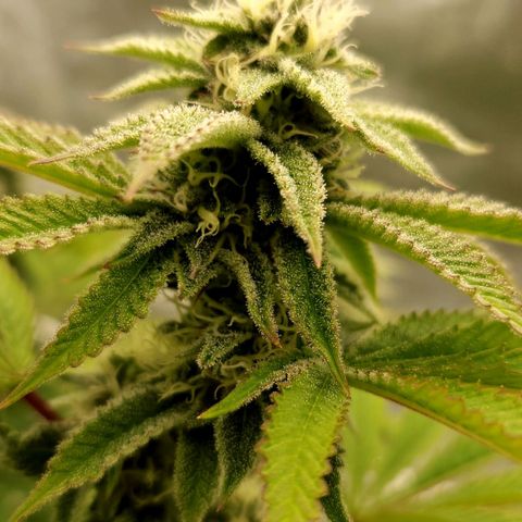 Purple Fuel, Top G, Purple G growlog timeline photo