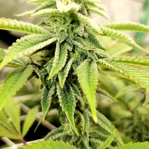 Purple Fuel, Top G, Purple G growlog timeline photo