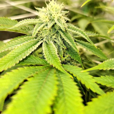 Purple Fuel, Top G, Purple G growlog timeline photo