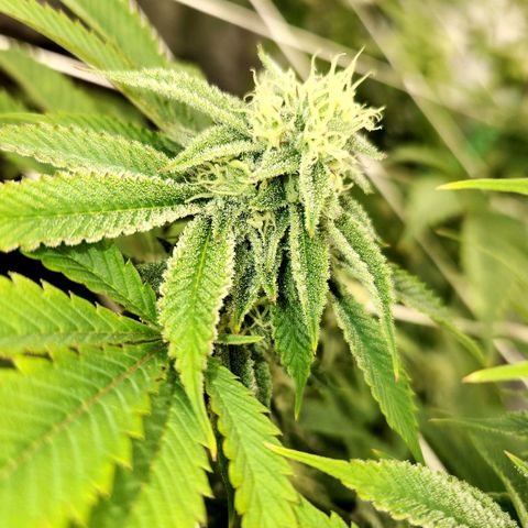 Purple Fuel, Top G, Purple G growlog timeline photo