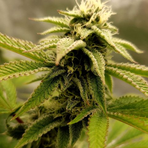 Purple Fuel, Top G, Purple G growlog timeline photo