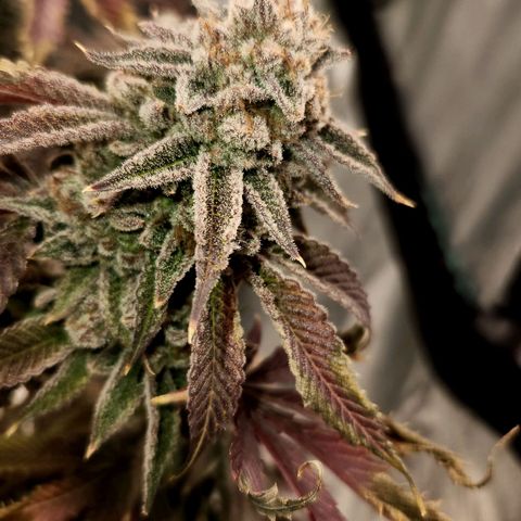 Purple Fuel, Top G, Purple G growlog timeline photo