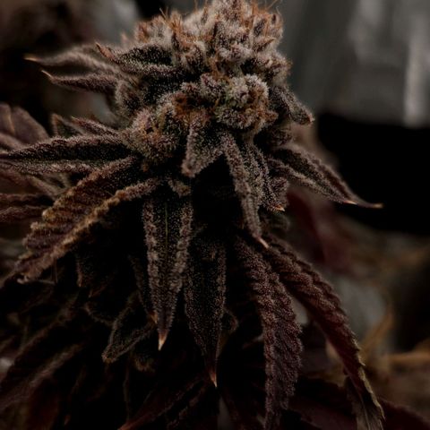 Purple Fuel, Top G, Purple G growlog timeline photo