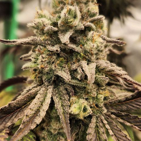 Purple Fuel, Top G, Purple G growlog timeline photo