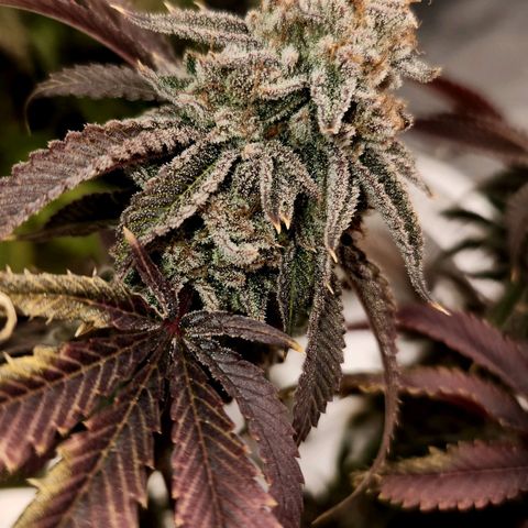 Purple Fuel, Top G, Purple G growlog timeline photo