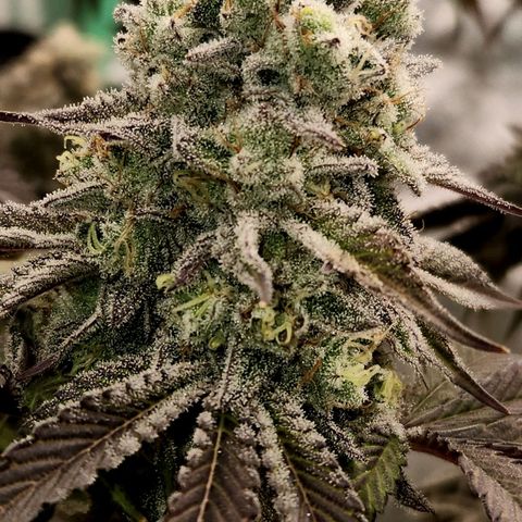 Purple Fuel, Top G, Purple G growlog timeline photo