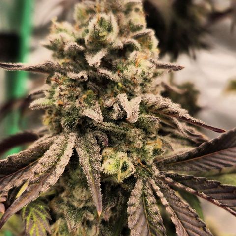 Purple Fuel, Top G, Purple G growlog timeline photo