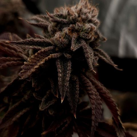 Purple Fuel, Top G, Purple G growlog timeline photo