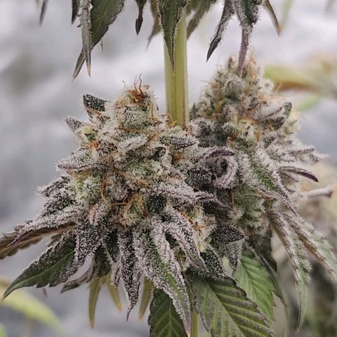 Purple Fuel, Top G, Purple G growlog timeline photo