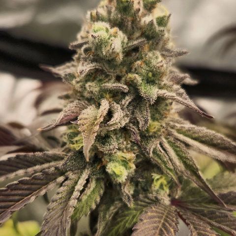 Purple Fuel, Top G, Purple G growlog timeline photo