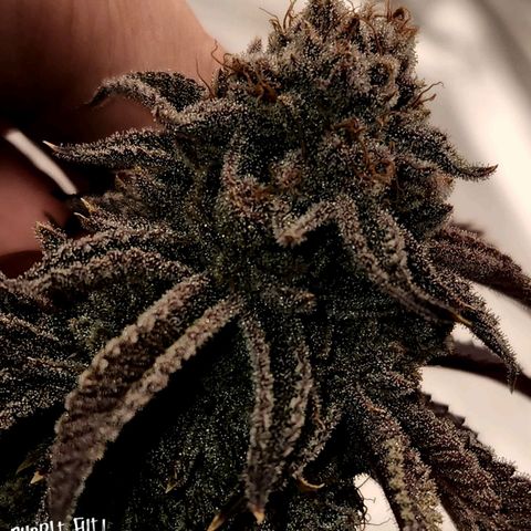 Purple Fuel, Top G, Purple G growlog timeline photo