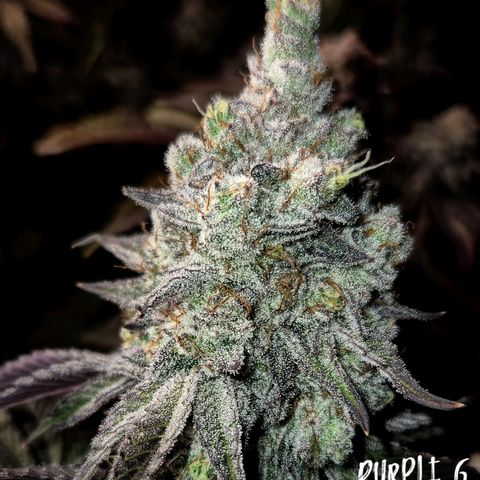 Purple Fuel, Top G, Purple G growlog timeline photo