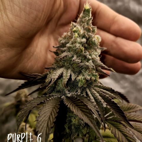 Purple Fuel, Top G, Purple G growlog timeline photo