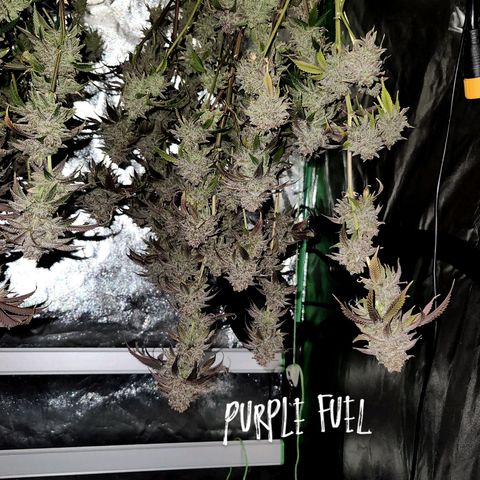 Purple Fuel, Top G, Purple G growlog timeline photo
