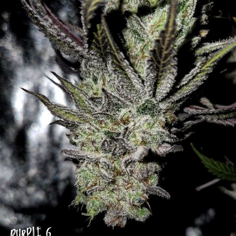 Purple Fuel, Top G, Purple G growlog timeline photo