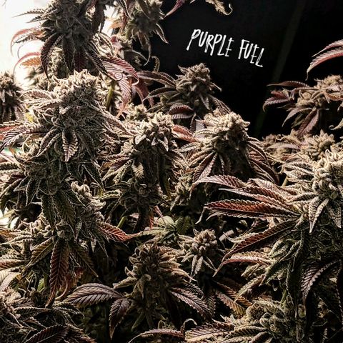 Purple Fuel, Top G, Purple G growlog timeline photo