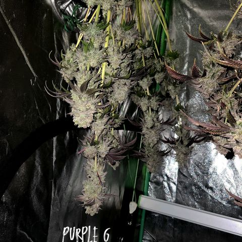 Purple Fuel, Top G, Purple G growlog timeline photo