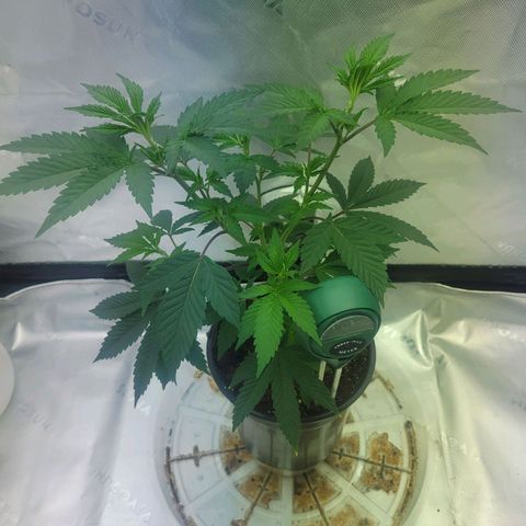 Donny Burger Dry Tent growlog photo: Day 22