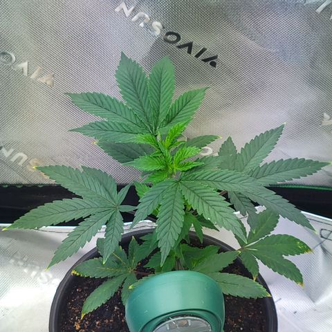 Donny Burger Dry Tent growlog photo: 12 Days Topped Main stem