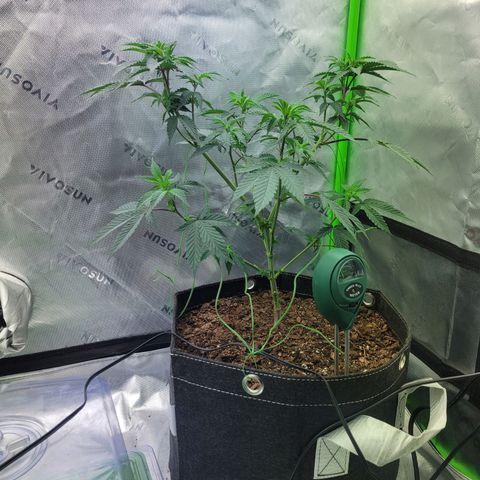 Donny Burger Dry Tent growlog timeline photo