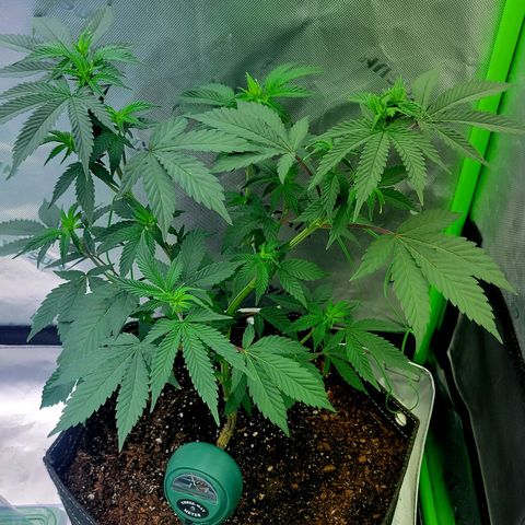Donny Burger Dry Tent growlog timeline photo