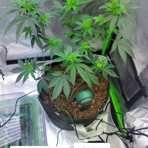 Donny Burger Dry Tent growlog timeline photo