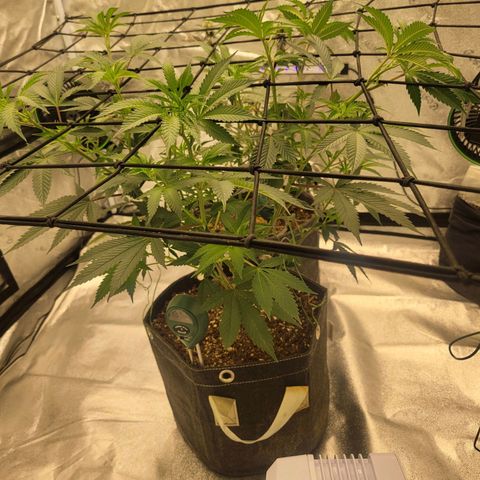 Donny Burger Dry Tent growlog timeline photo
