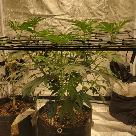 Donny Burger Dry Tent growlog photo: Day 2 literally 2 inch growth