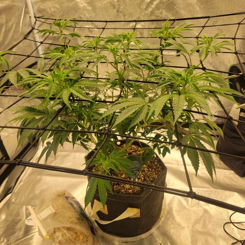 Donny Burger Dry Tent growlog timeline photo