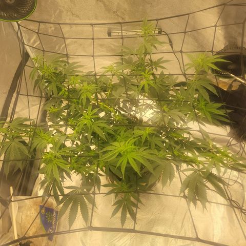 Donny Burger Dry Tent growlog timeline photo