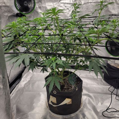Donny Burger Dry Tent growlog timeline photo