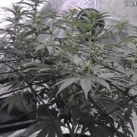 Donny Burger Dry Tent growlog timeline photo