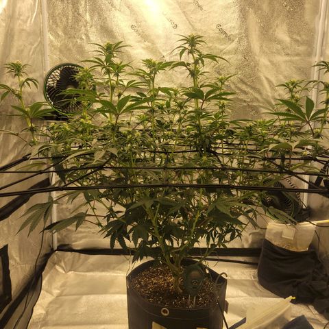 Donny Burger Dry Tent growlog timeline photo