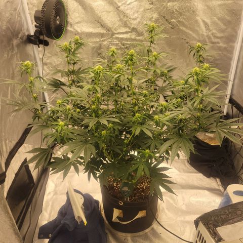 Donny Burger Dry Tent growlog timeline photo