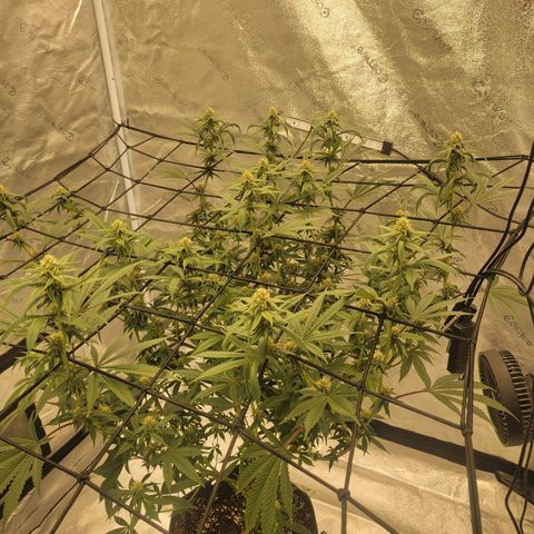 Donny Burger Dry Tent growlog timeline photo