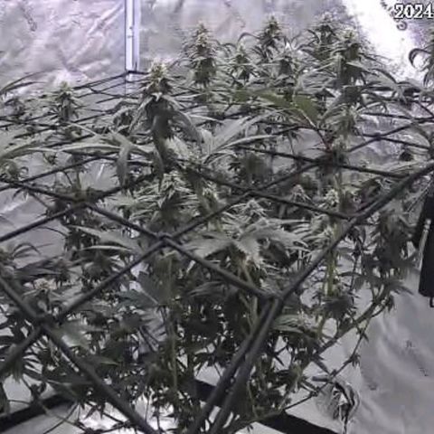 Donny Burger Dry Tent growlog timeline photo