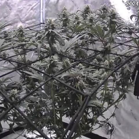 Donny Burger Dry Tent growlog timeline photo