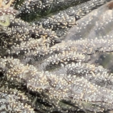 Donny Burger Dry Tent growlog timeline photo