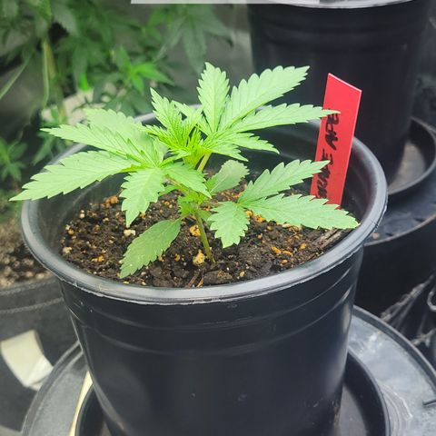 Grape Ape growlog photo: 21 days