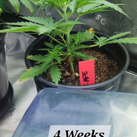 Grape Ape growlog timeline photo